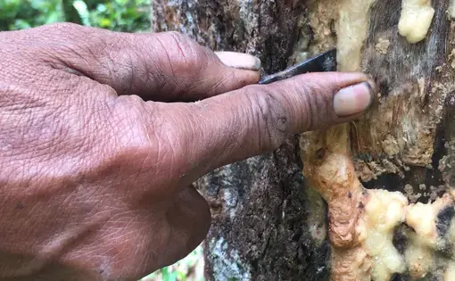 A man taps into a frankincense tree to extract the yellowish resin out of it in the customary forest of the Pandumaan-Sipituhuta Indigenous community in North Sumatra, Indonesia. Image by Barita News Lumbanbatu/Mongabay Indonesia.