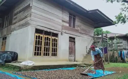 Perempuan paruh baya di Desa Guguk, Kecamatan Renah Pembarap, Merangin, Jambi, sedang menjemur kopi. Masyarakat di desa itu masih menjaga tatanan adat leluhur dan berdampingan dengan hutan adat. (Liputan6.com/Gresi Plasmanto)