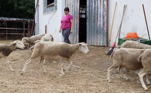 woman herds her goats