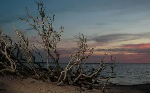 Photo of trees on the beach