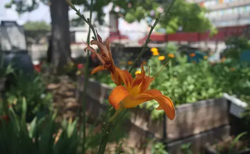 close up of orange flower