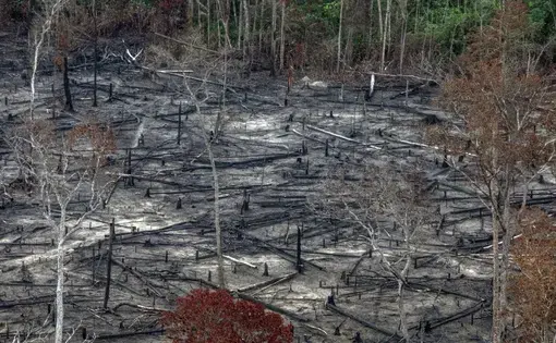 Maranhao, un estado del noreste de Brasil donde comienza la Amazonía y también donde la selva sufre las devastadoras consecuencias de los incendios intencionales que buscan terminar con la vegetación para destinar las tierras a la explotación agraria. Grupo Guajajara.