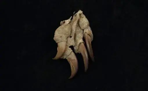 Garras de oso.