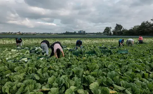 Fields