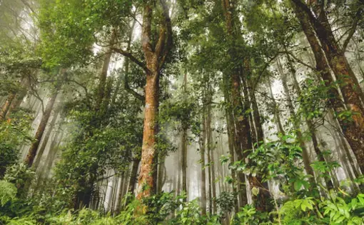 Evergreen jungle forest after rain in Bali. Image by Konstantin Aksenov/Shutterstock. Indonesia, date unknown.