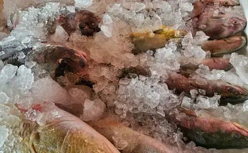 Fish