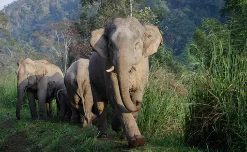 Asian elephant
