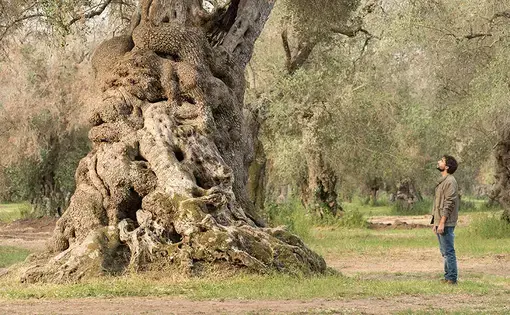 Church tree