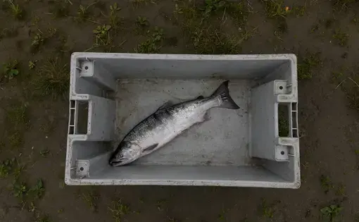 Salmon