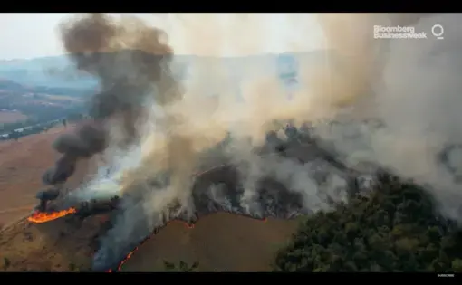 Burning forest