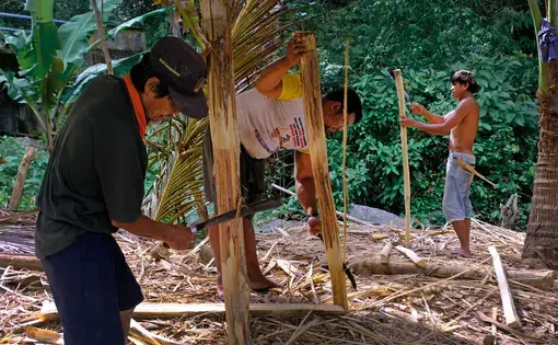 Local people process to making food from sago palm in Tahuna, Sangihe Island, Indonesia. Image courtesy of Bastian AS/Shutterstock. Indonesia, 2020.