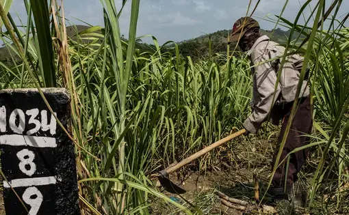 Man chopping sugar cane