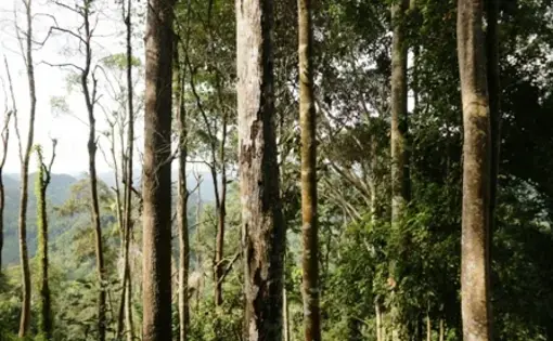 Bukik Mandi Angin Rimbo Larangan Paru. Foto Thendra.
