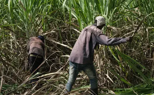 Men chopping sugar