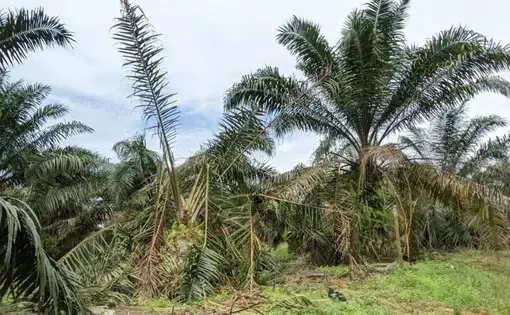 Destroyed palm trees