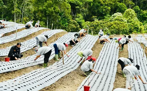 Laborers crouch down in the sand between rows of plastic-covered commodities, working on the development of a food estate area in Ria-Ria village, Humbang Hasundutan, North Sumatra, October 2020.