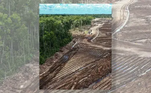 An aerial view of food estate developments in Indonesia.