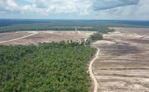 Photo of the food estate project in Gunung Mas, Central Kalimantan, late August 2021.