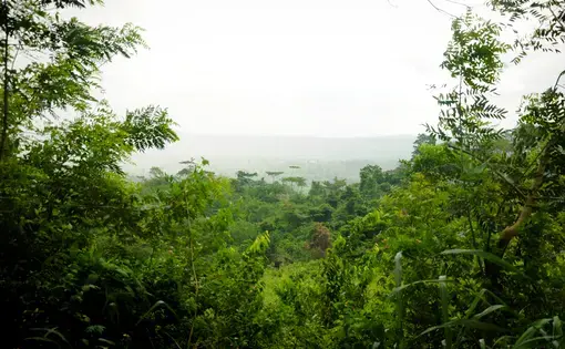 In the background, there are a series of trees.