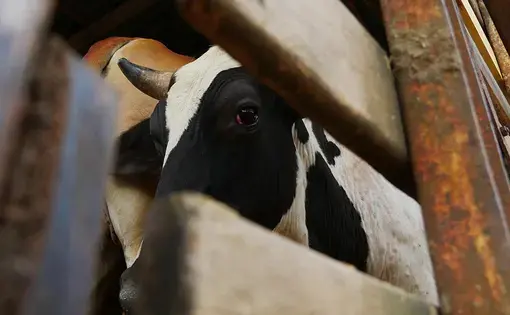 A cow looks out between two wooden planks