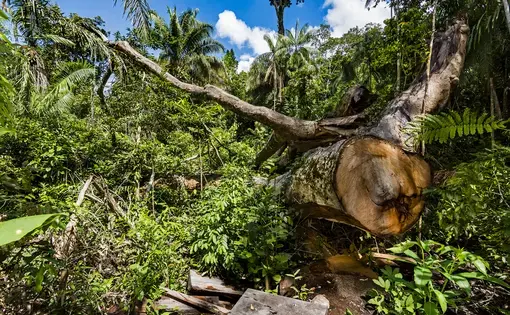 A forest in Peru.