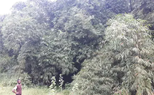 A man stands in front of bamboo.