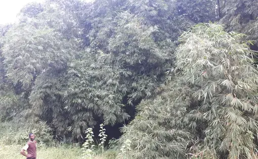 man standing in a bamboo forest