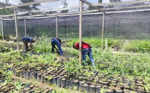 Three men are gardening.