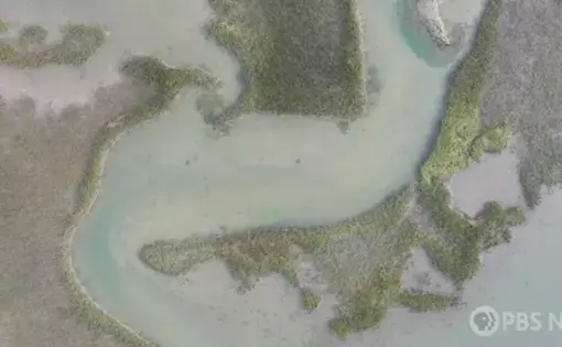 ocean marshes