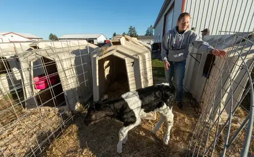 cows and farms