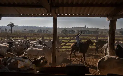 cattle ranch