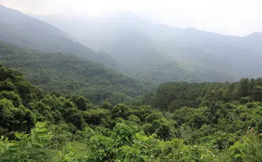 A series of tropical trees.
