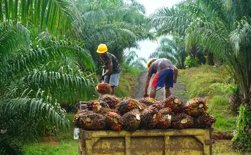 Two men carry palm oil into a truck.