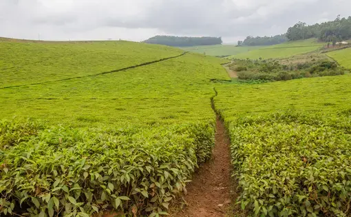 A tea plantation.