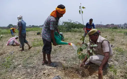 A person waters a plant. In the foreground, there are two people replanting trees.