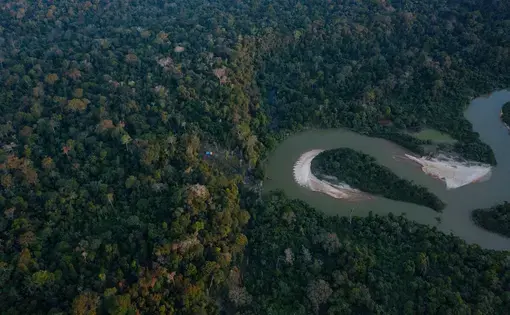 Rainforest.