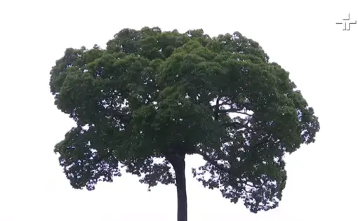 A single tall tree. In the foreground is a tropical rainforest.
