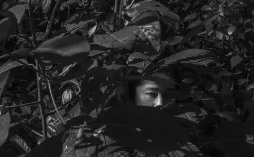 A woman is obscured by foliage and only her eyes are visible