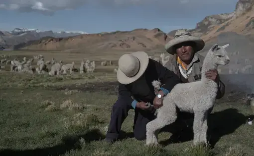 Alpaca receives medicine