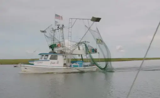 boats