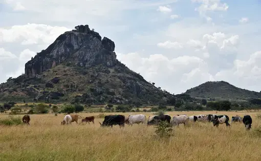 Cattle graze