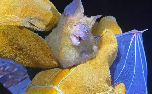 Bats