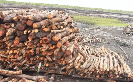 Cut wood is stacked on top of each other