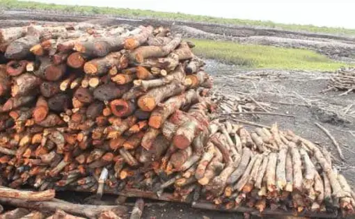 A pile of wood logs lies on the ground.