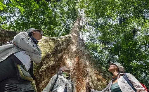 Three people look up at an enormous green tree