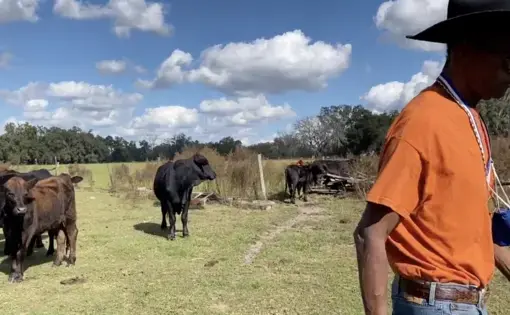 Cowboy herding the cattle