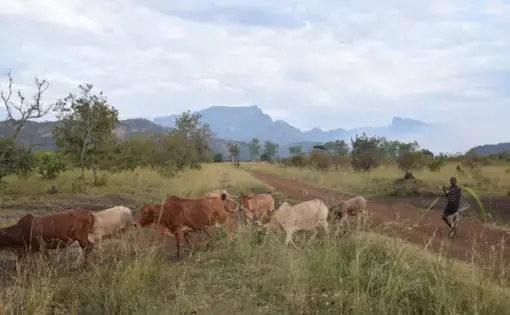 cows on a farm