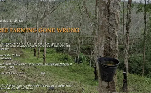 A photo depicting rubber and palm oil trees in a forest.