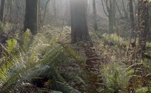 A sun patch shines through the trees