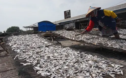 a woman organizes fish